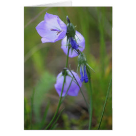 Harebell Hälsningskort