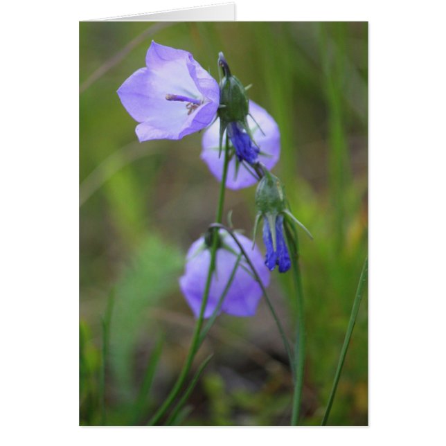 Harebell Hälsningskort (Framsidan)