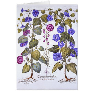Harebell och Convovulus Hälsningskort