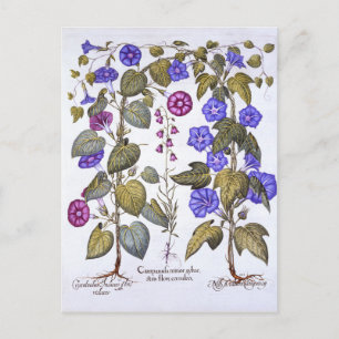 Harebell och Convovulus Vykort