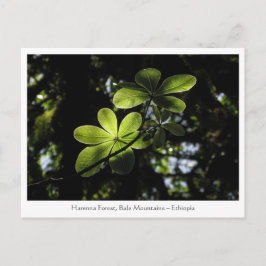 Harenna-skogen Etiopien Vykort