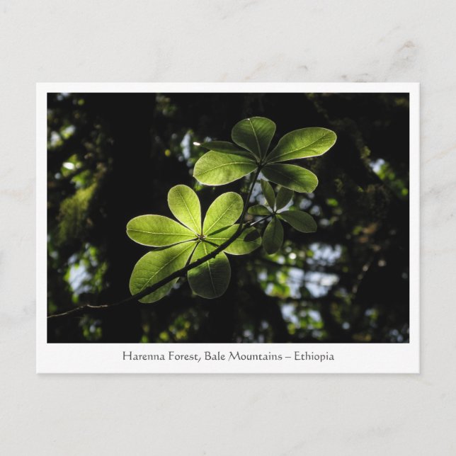 Harenna-skogen Etiopien Vykort (Framsida)