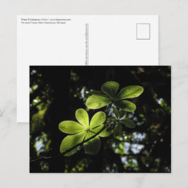 Harenna-skogen Etiopien Vykort