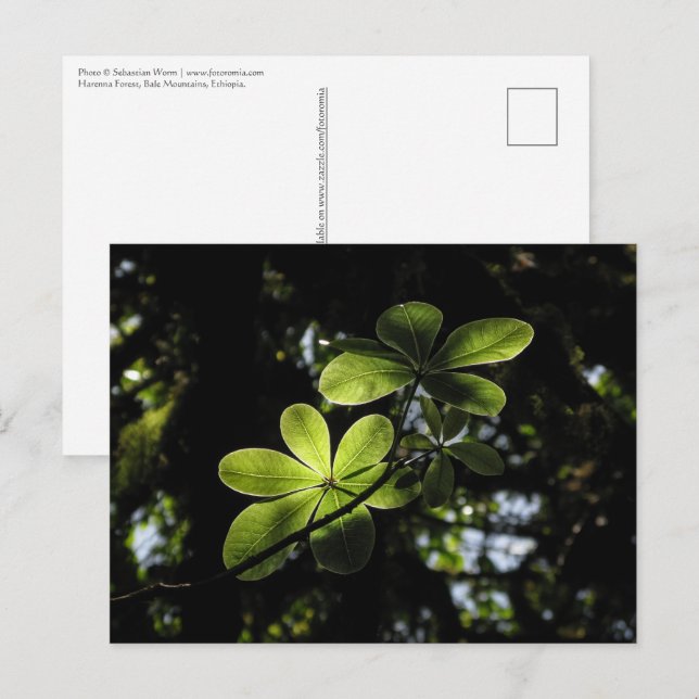 Harenna-skogen Etiopien Vykort (Fram/baksida)