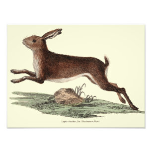 Haretryck Fototryck