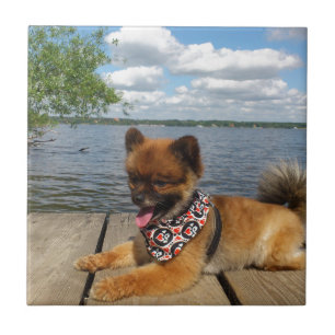 Hårig dwarf spitz hund kakelplatta