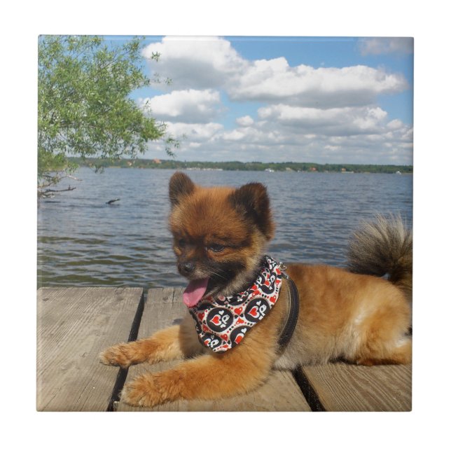 Hårig dwarf spitz hund kakelplatta (Framsidan)