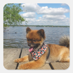 Hårig dwarf spitz hund klistermärke