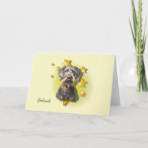 Hårig Grått Schnoodle är ett stjärnkort