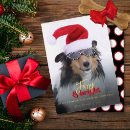 Hårig- och Bright Jul-Hund-foto