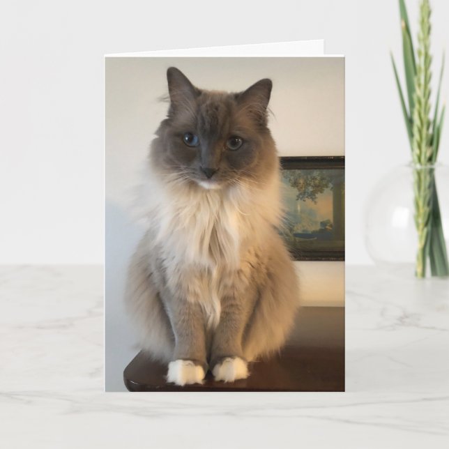Hårig Ragdoll Cat-kort för hämtning av brunst Kort (Framsida)