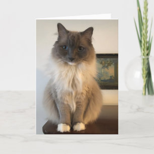 Hårig Ragdoll Cat-kort för hämtning av brunst Kort