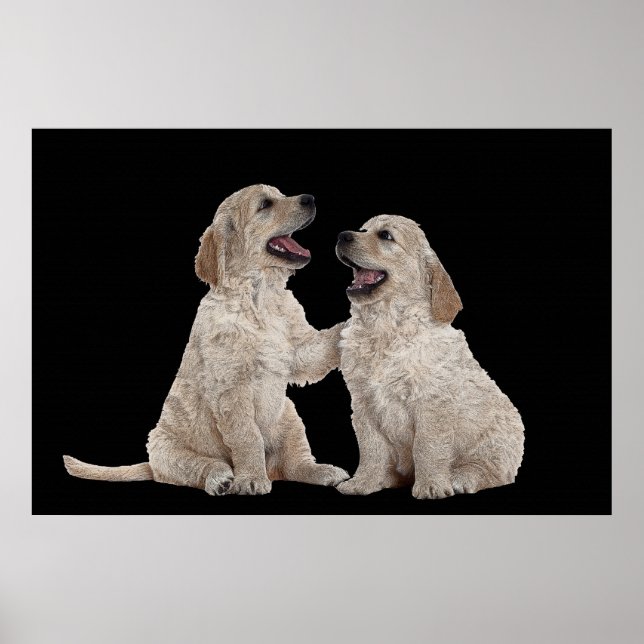 Hårig Suppleanter 36 x 24 Poster (Framsidan)