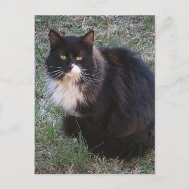 Hårig Tuxedo Vykort (Framsida)