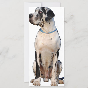 Harlekin Grand Danes
