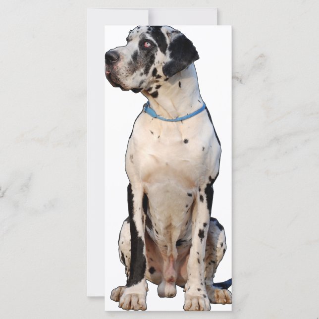 Harlekin Great dane (Framsida)