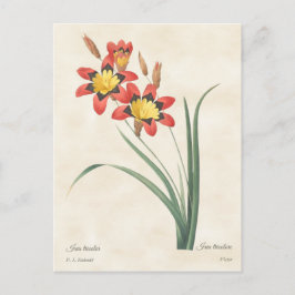 Harlekinblomma Vintage Botanisk Illustration Vykort