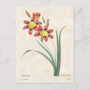 Harlekinblomma Vintage Botanisk Illustration Vykort