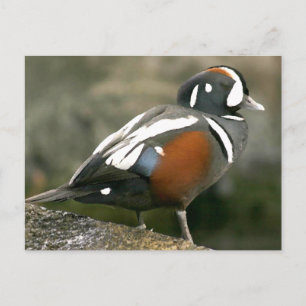 Harlequin Anka (drake) Vykort