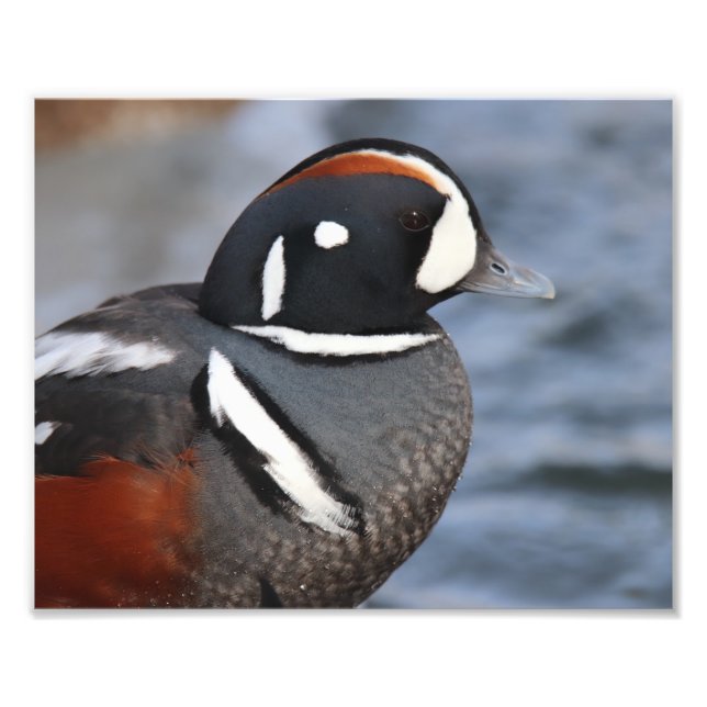Harlequin Anka Fototryck (Framsidan)