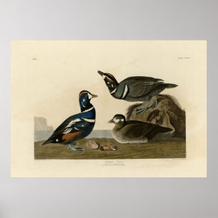 Harlequin Anka - från Audubon's Birds of America Poster