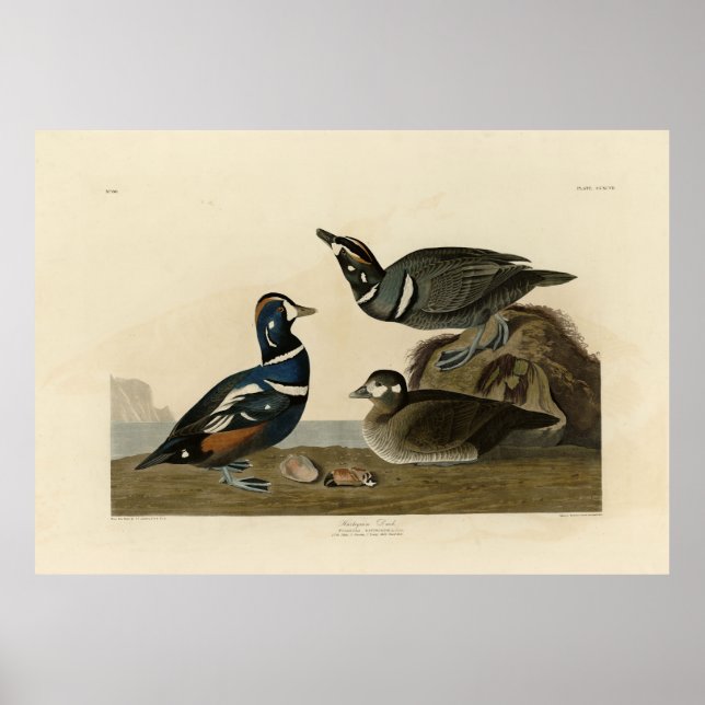 Harlequin Anka - från Audubon's Birds of America Poster (Framsidan)