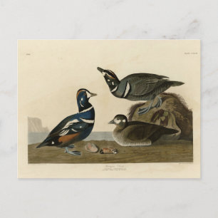 Harlequin Anka - från Audubon's Birds of America Vykort