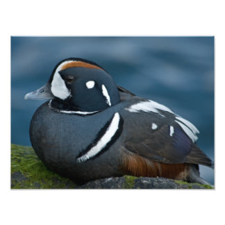Harlequin Anka Photo Utvidgning Fototryck