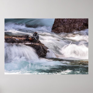 Harlequin Anka Poster