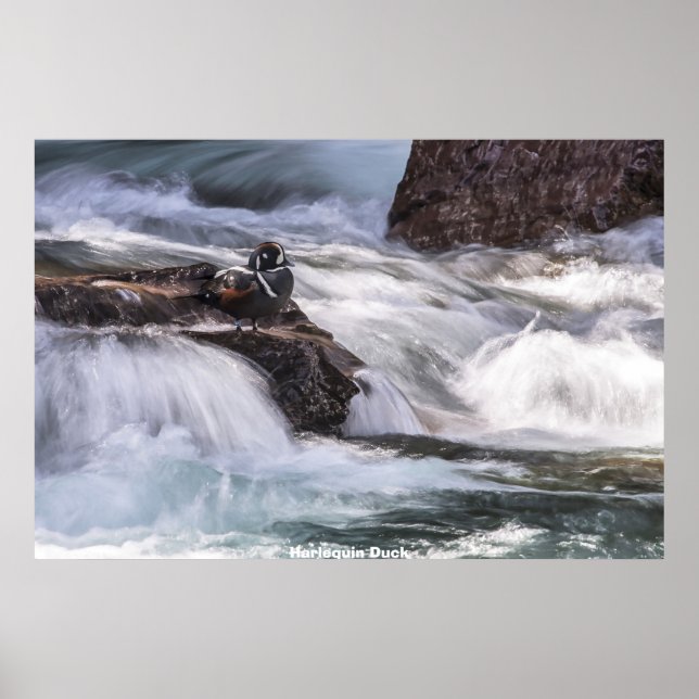 Harlequin Anka Poster (Framsidan)