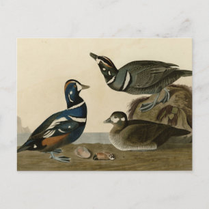 Harlequin Anka Vykort