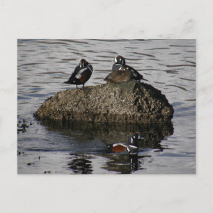 Harlequin Ankor, Unalaska Island Vykort