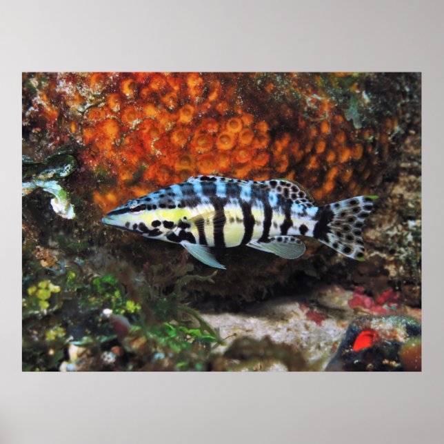 Harlequin Bass Poster (Framsidan)