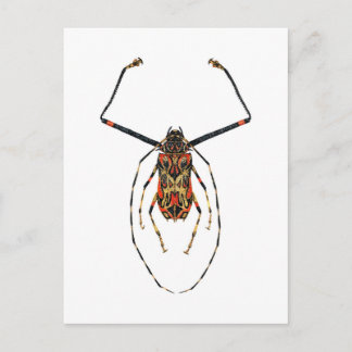 Harlequin Beetle Vykort