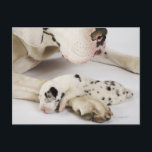 Harlequin Grand Danois-valp som sover på mamma Vykort<br><div class="desc">Harlequin Grand Danois-valp som sover på mammas tass,  studiefoto | Martin Harvey | AssetID: sb10064664n-001</div>