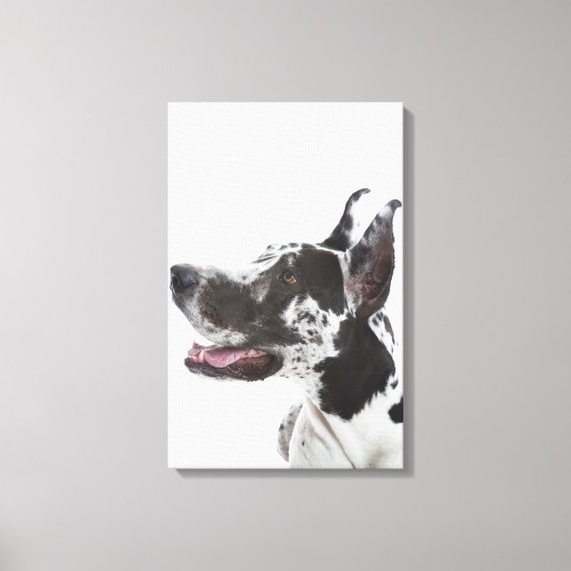 Harlequin Great dane Canvastryck (Framsida)