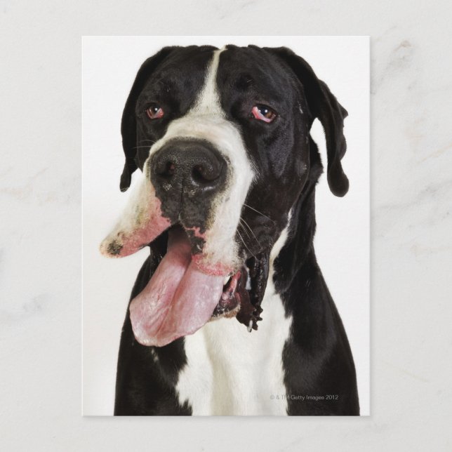 Harlequin Great dane, inhägnad på vita Vykort (Framsida)