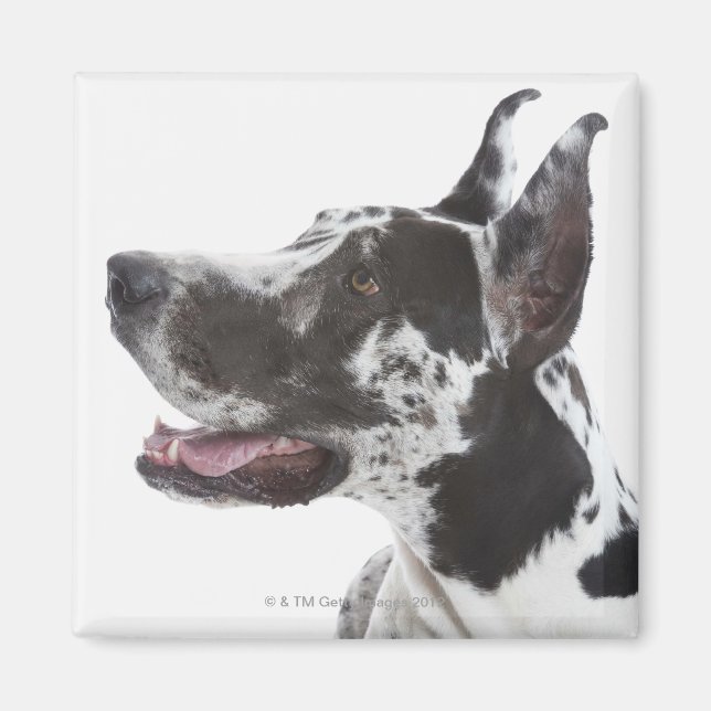 Harlequin Great dane Magnet (Framsidan)