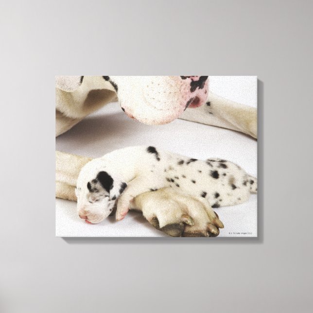Harlequin Great dane marionett sover på mor Canvastryck (Framsida)