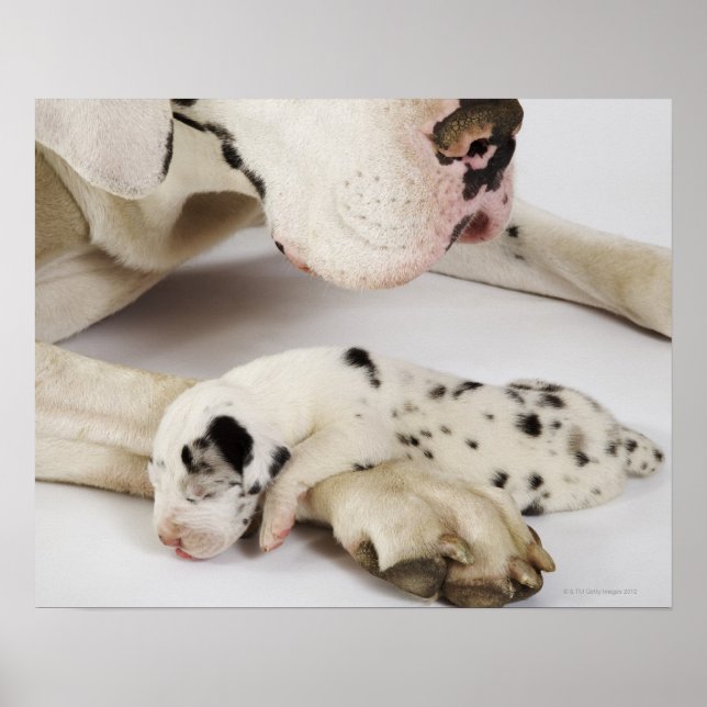Harlequin Great dane marionett sover på mor Poster (Framsidan)