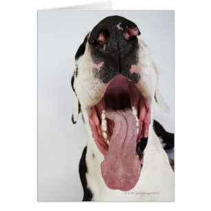 Harlequin Great dane med öppen mun, nära anslutnin Hälsningskort
