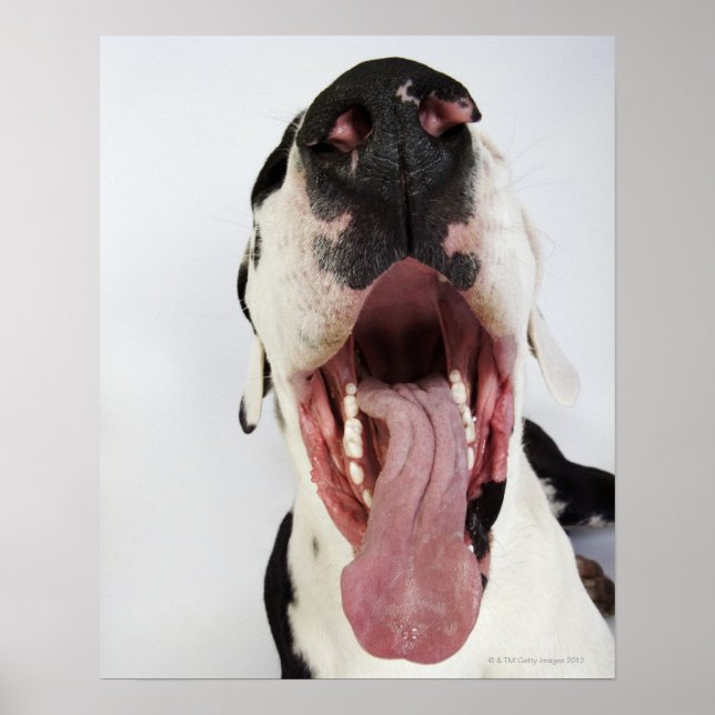 Harlequin Great dane med öppen mun, nära anslutnin Poster (Framsidan)