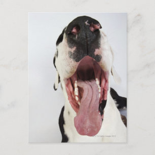 Harlequin Great dane med öppen mun, nära anslutnin Vykort