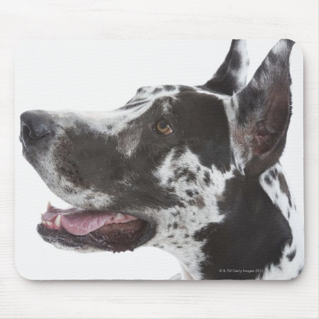 Harlequin Great dane Musmatta (Framsidan)