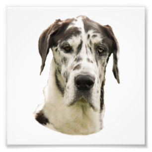 Harlequin Great dane Porträtt Photo Fototryck