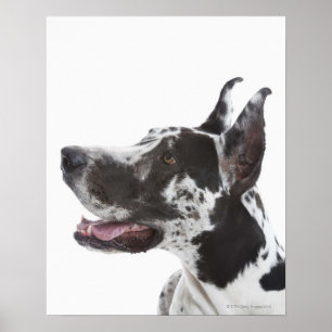 Harlequin Great dane Poster