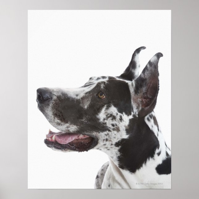 Harlequin Great dane Poster (Framsidan)