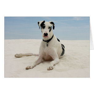 Harlequin Great dane Puppy Hund Card - Verse OBS Kort