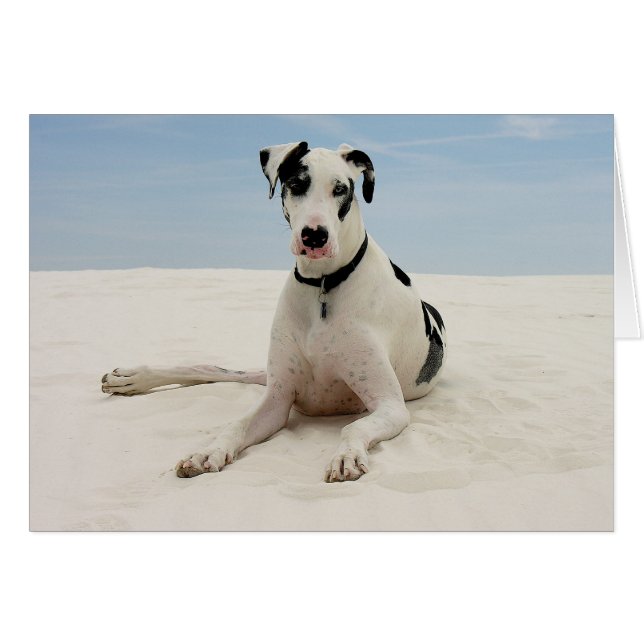 Harlequin Great dane Puppy Hund Card - Verse OBS Kort (Framsidan Horizontal)