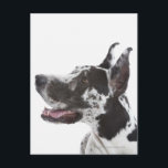 Harlequin Great dane Vykort<br><div class="desc">Djur->Hund</div>